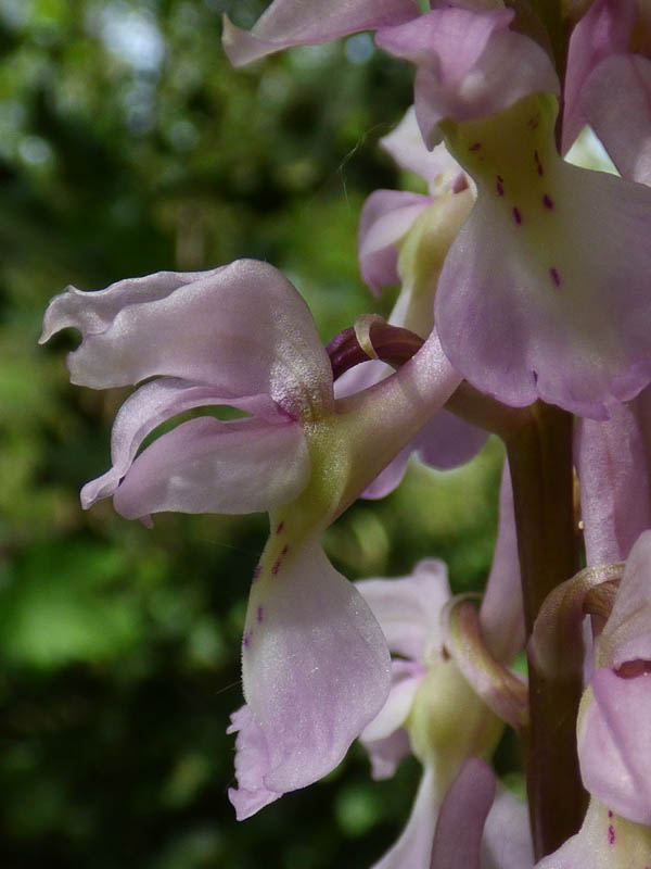 Orchis mascula 'rosea'